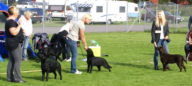 Wilma, Mila och Chica